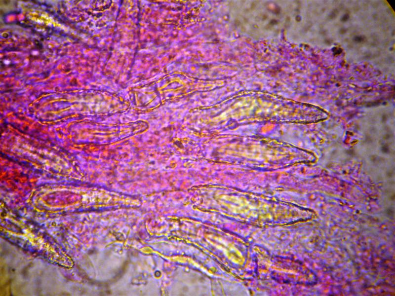 Crosta da determinare (Peniophora incarnata)